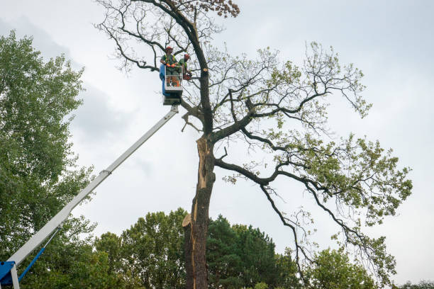 Trusted St Charles, MI Tree Removal Experts