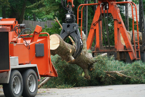 How Our Tree Care Process Works  in  St Charles, MI