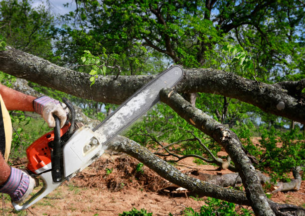 Best Tree Preservation Services  in St Charles, MI